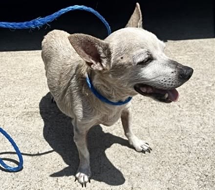 Found dog