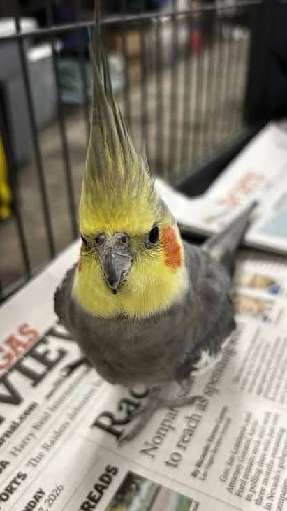 Found bird
