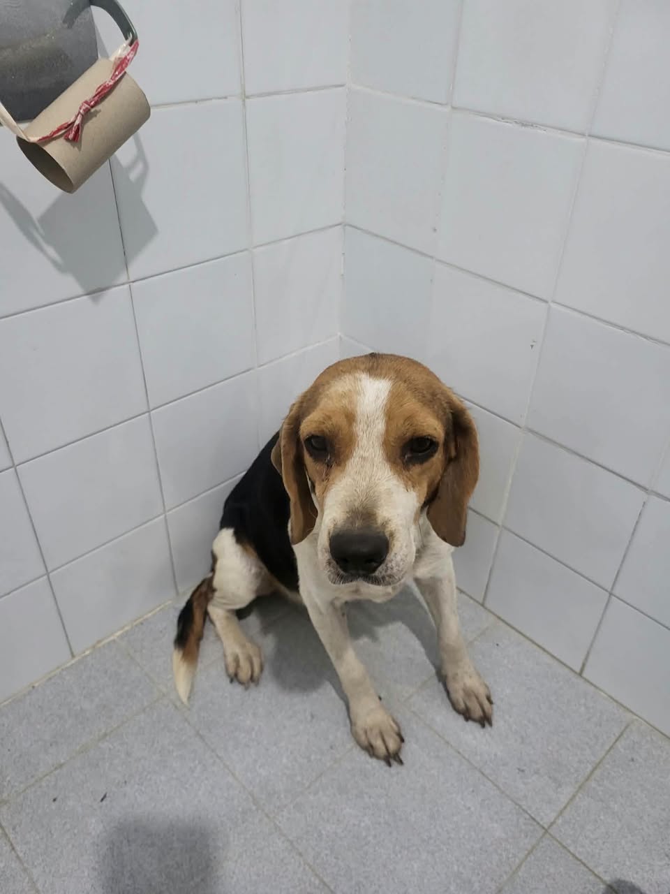 Found dog
