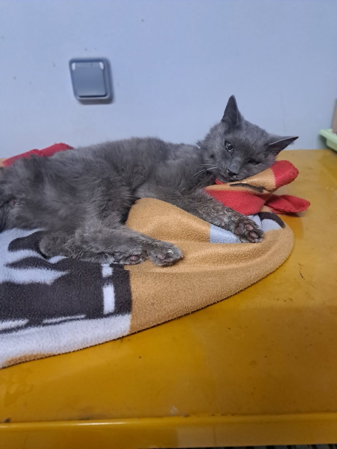 Found cat