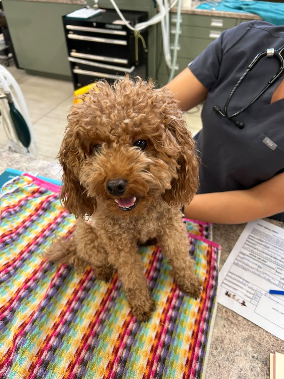 Found dog