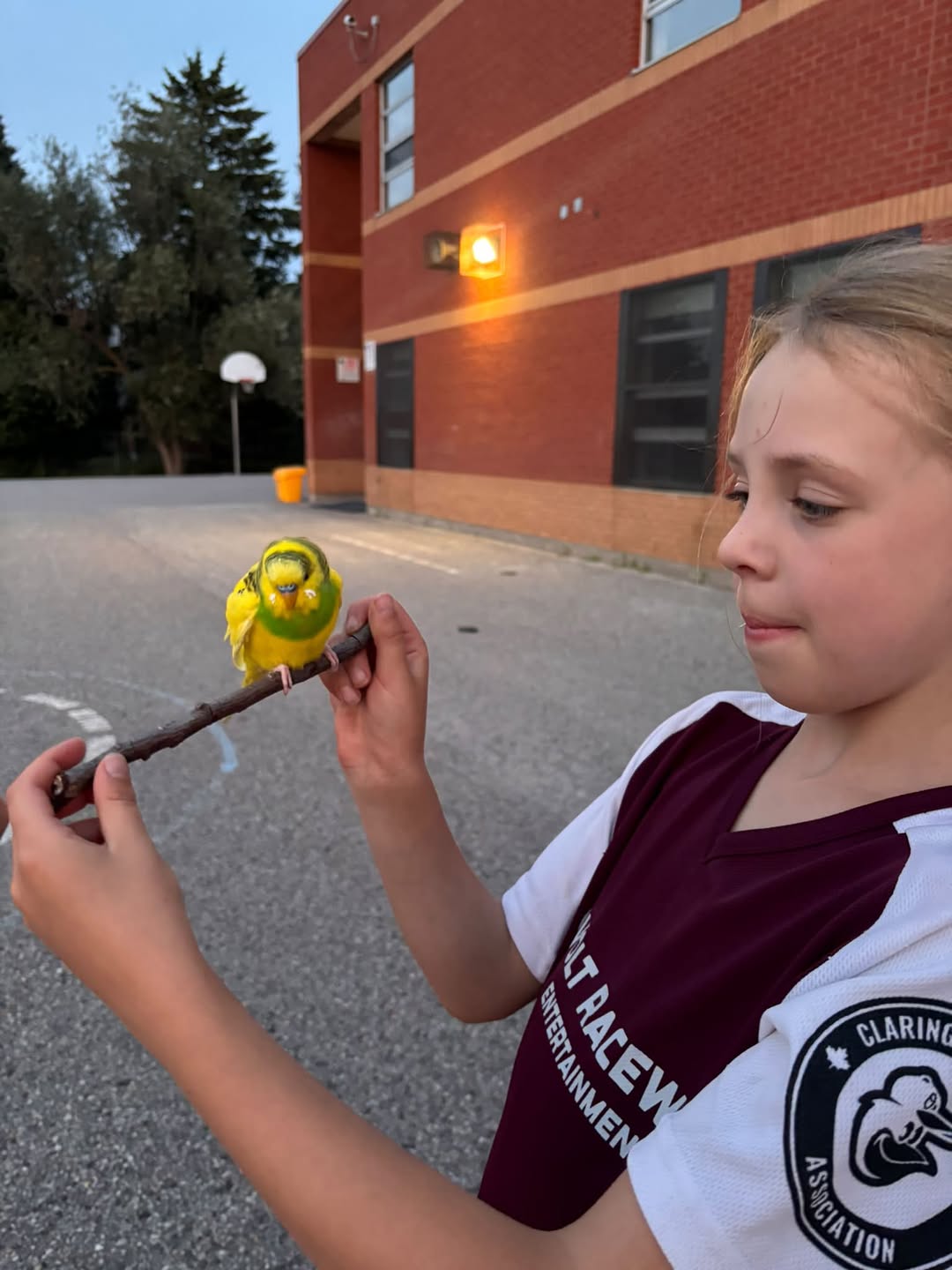 Found budgie