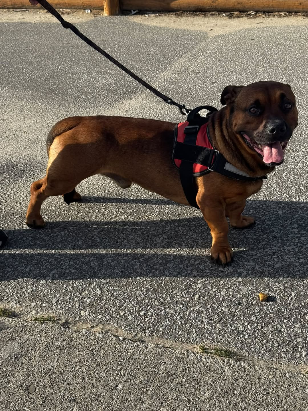 Found Dog in Sauble Beach