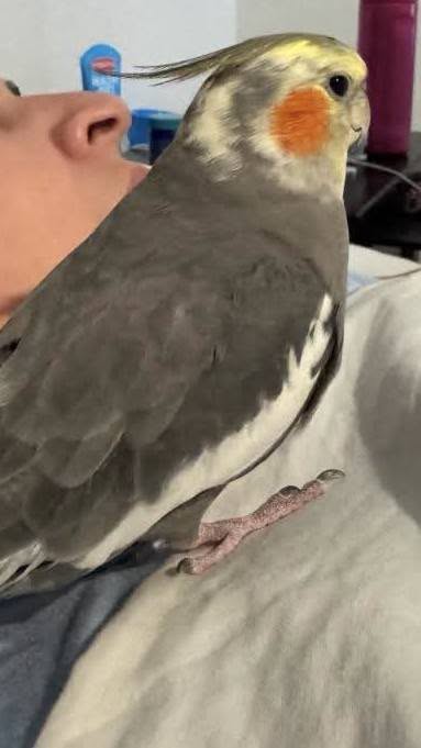 Lost bird