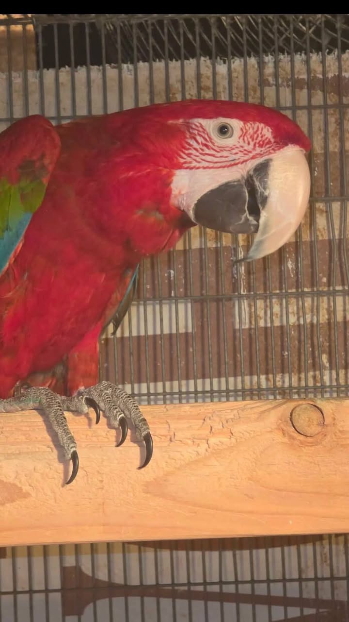 Lost Bird in Las Vegas