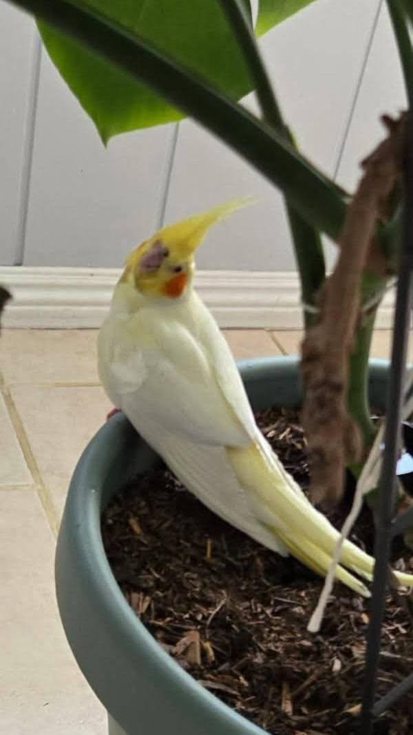 Found bird