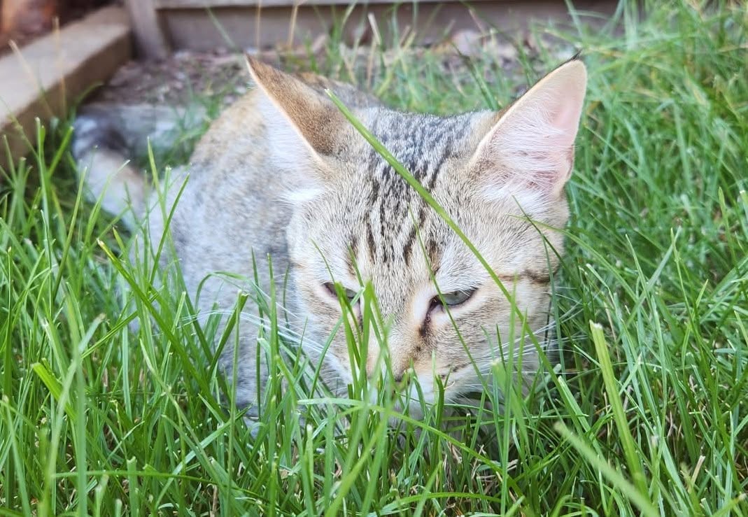 Found cat