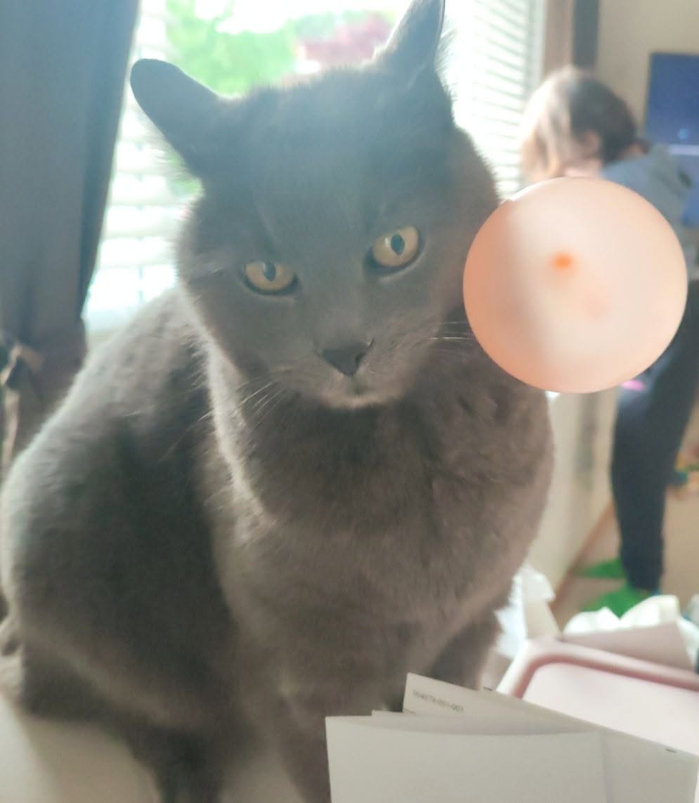 Lost cat