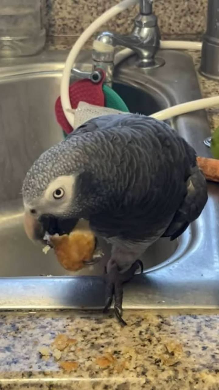 Lost Bird in Las Vegas
