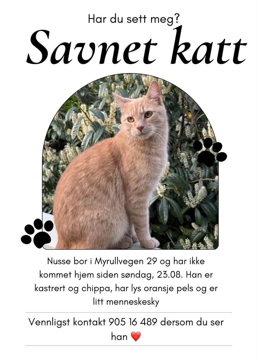 Lost Cat in ÅLesund