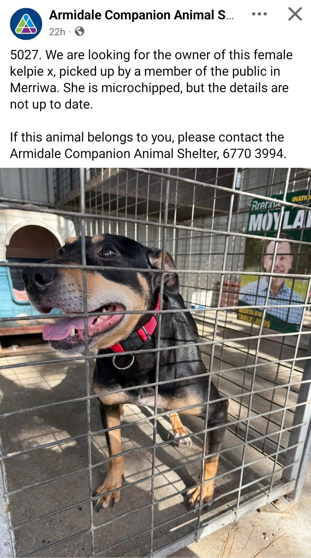 Found dog