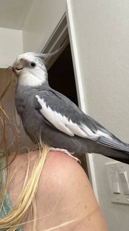 Lost Bird in Las Vegas