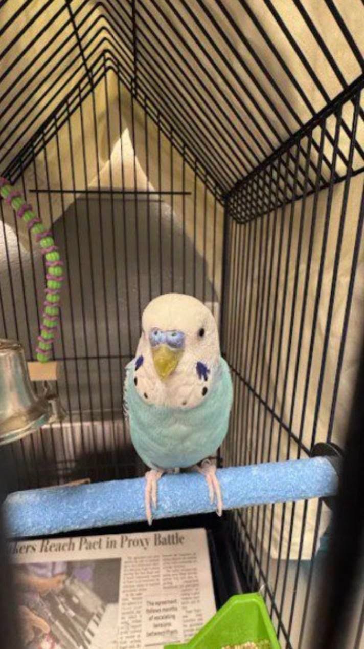 Found budgie