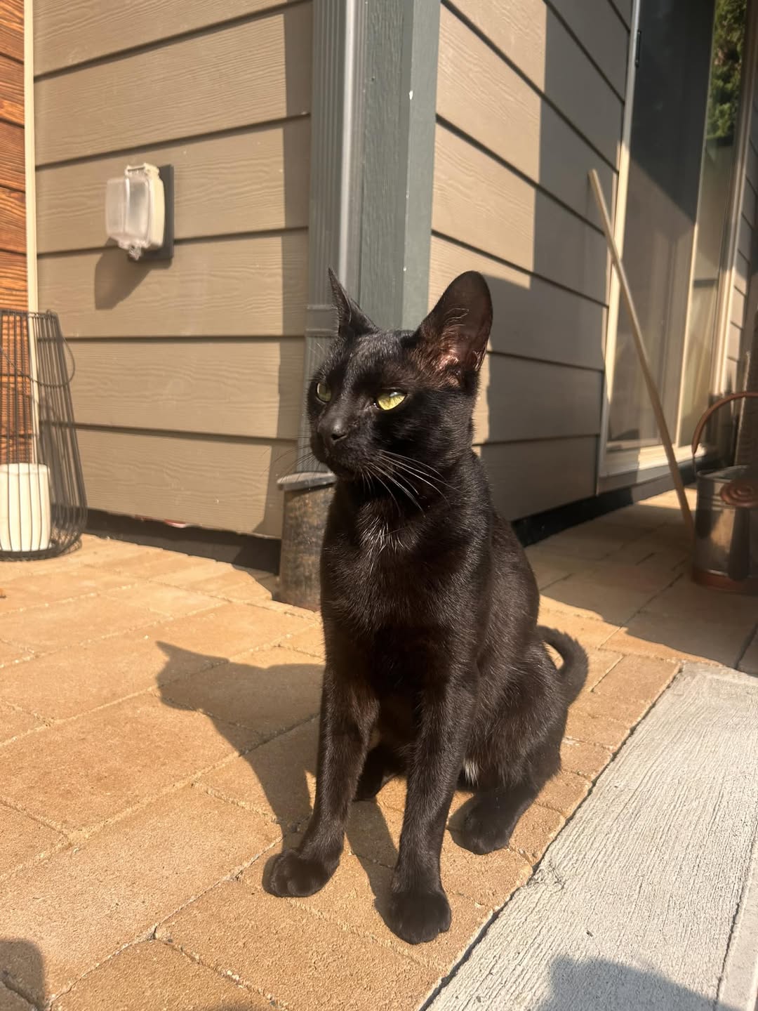 Found cat