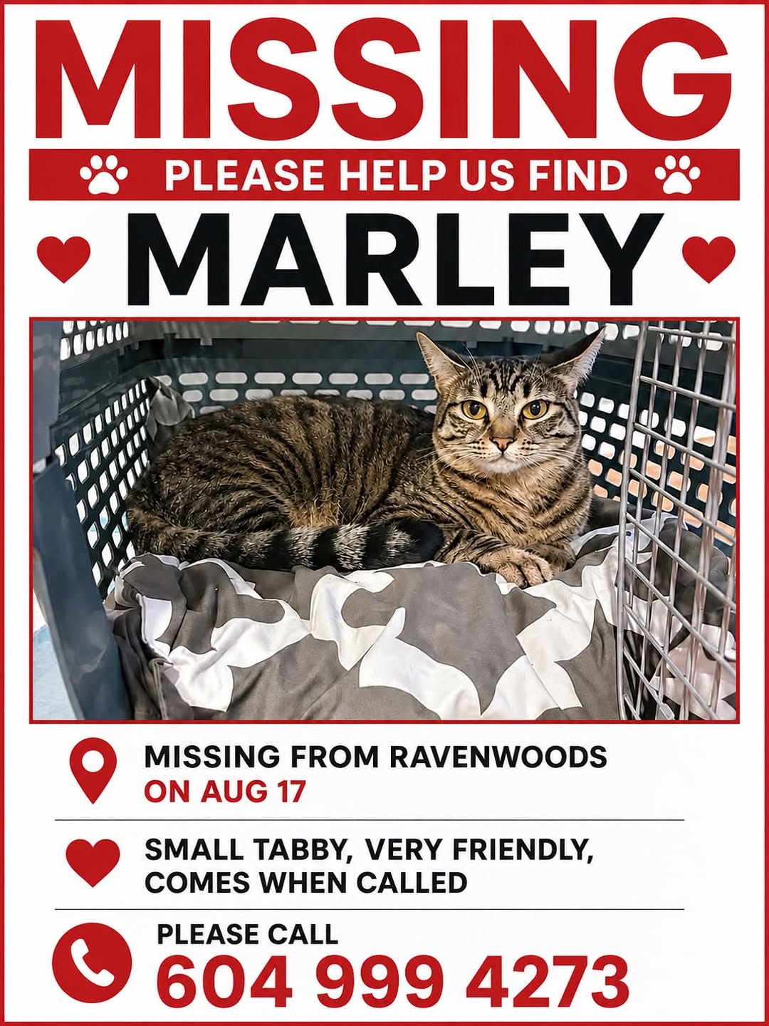 Lost Cat in Ravenwoods
