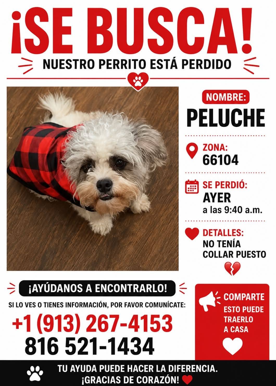 Lost dog