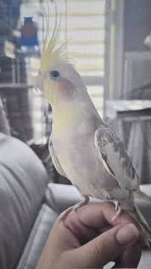 Lost Bird in Las Vegas