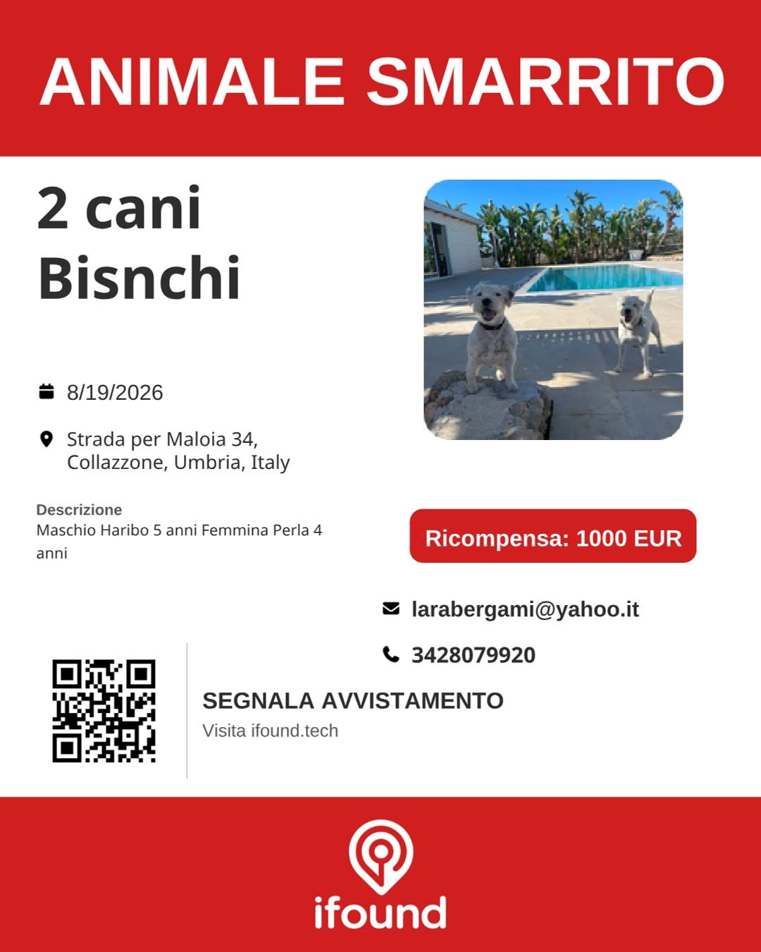Lost Dog in Collazzone