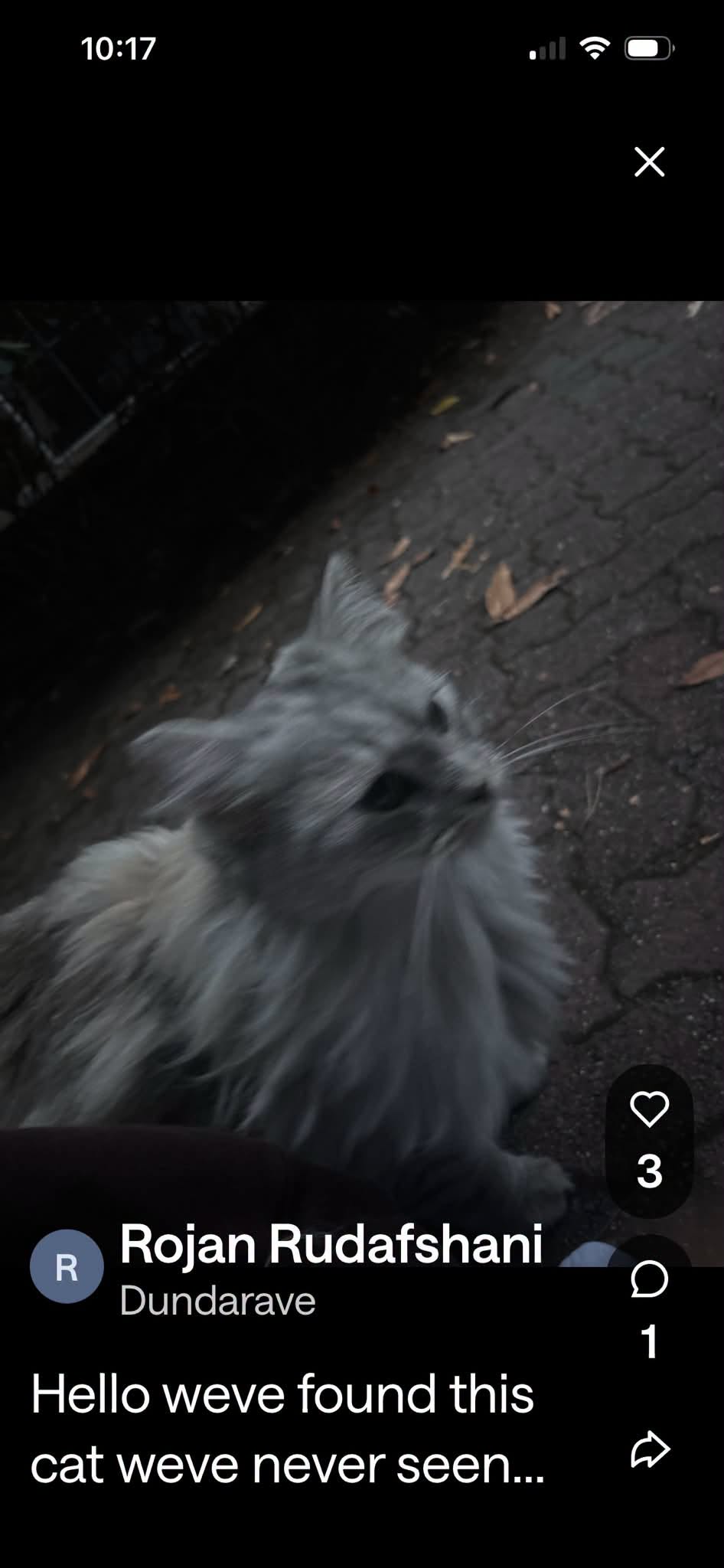 Found cat