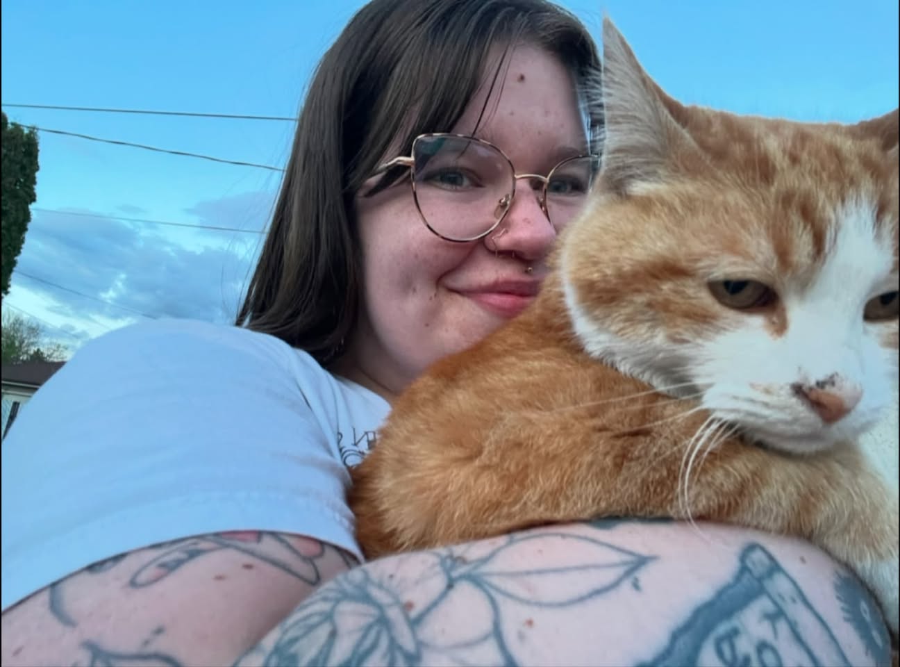 Lost Cat in Belvedere