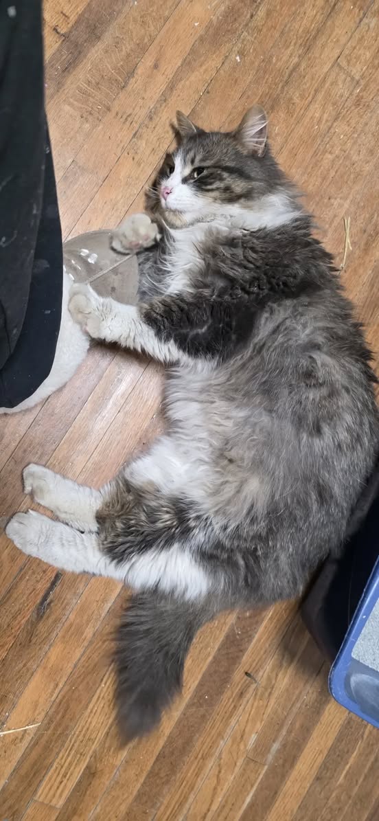Found cat