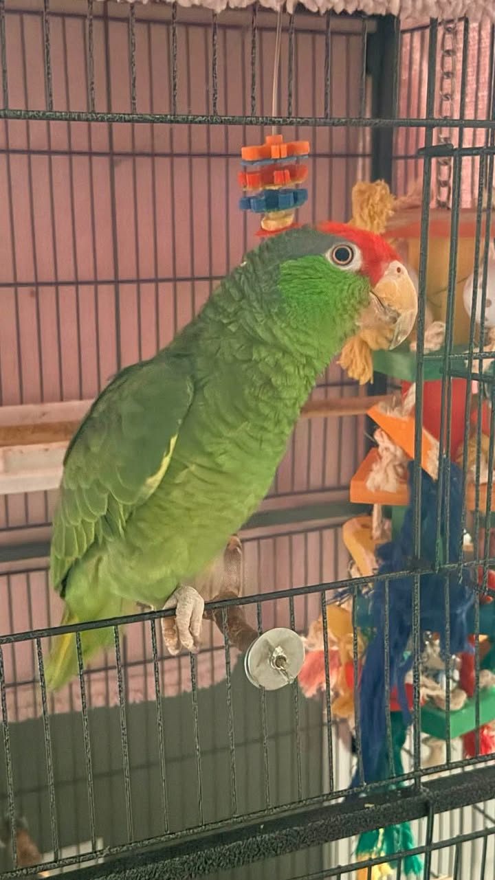 Lost bird