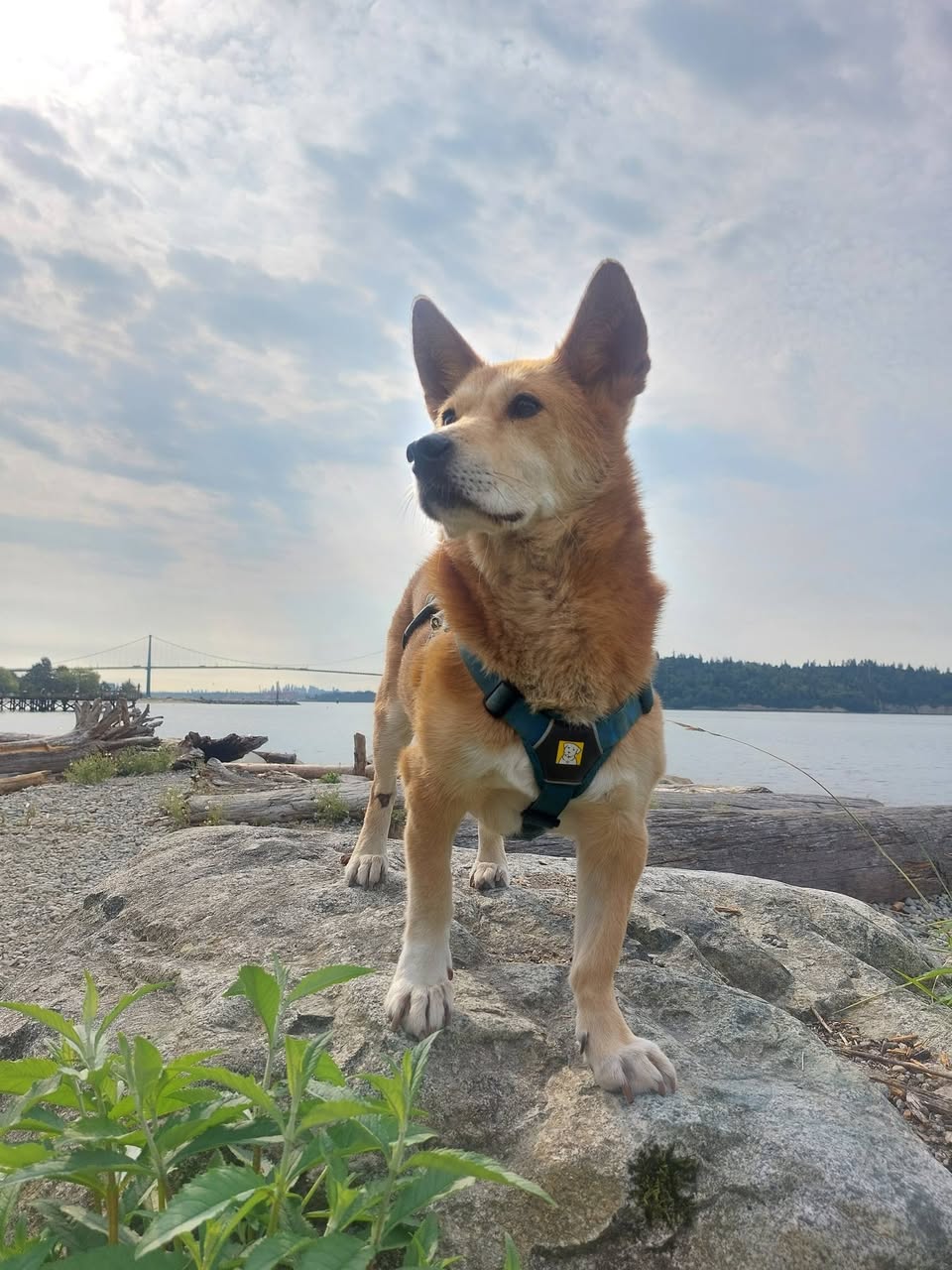 Lost dog