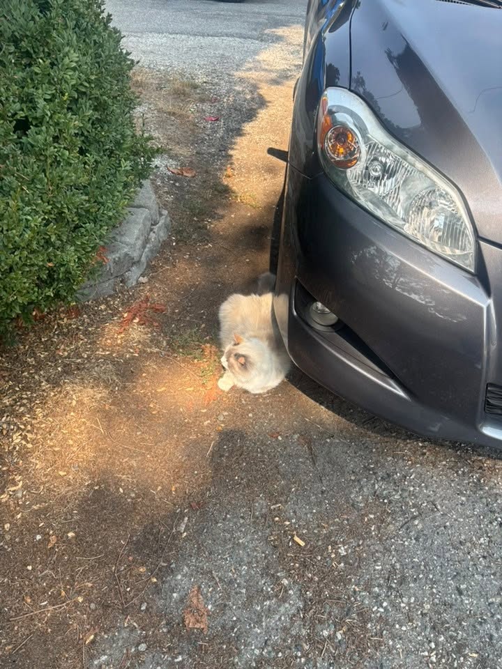 Found cat