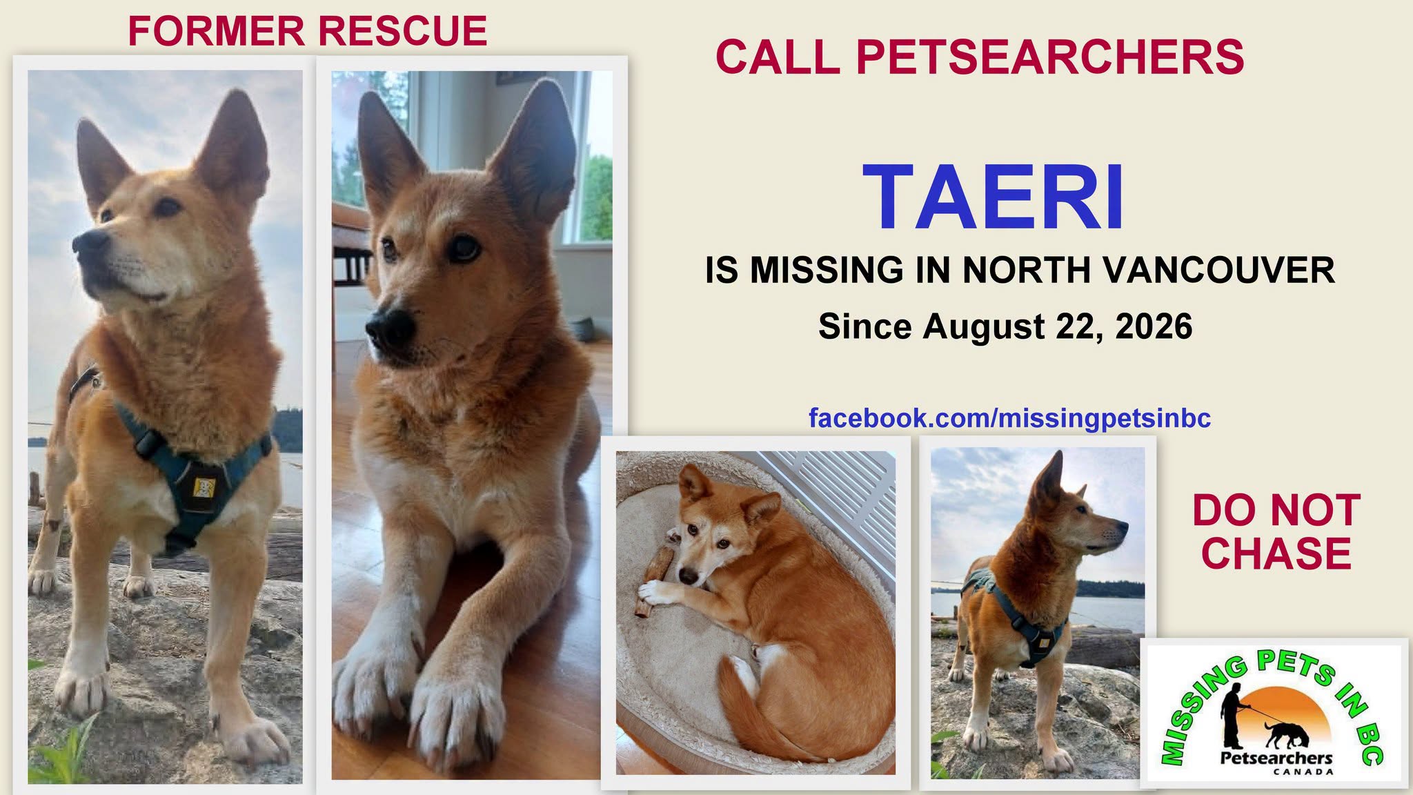 Lost dog