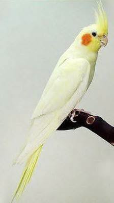 Found Cockatiel in Henderson