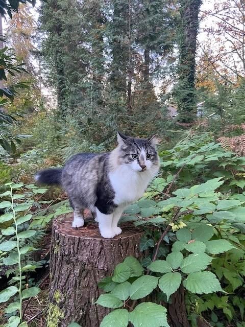 Lost cat