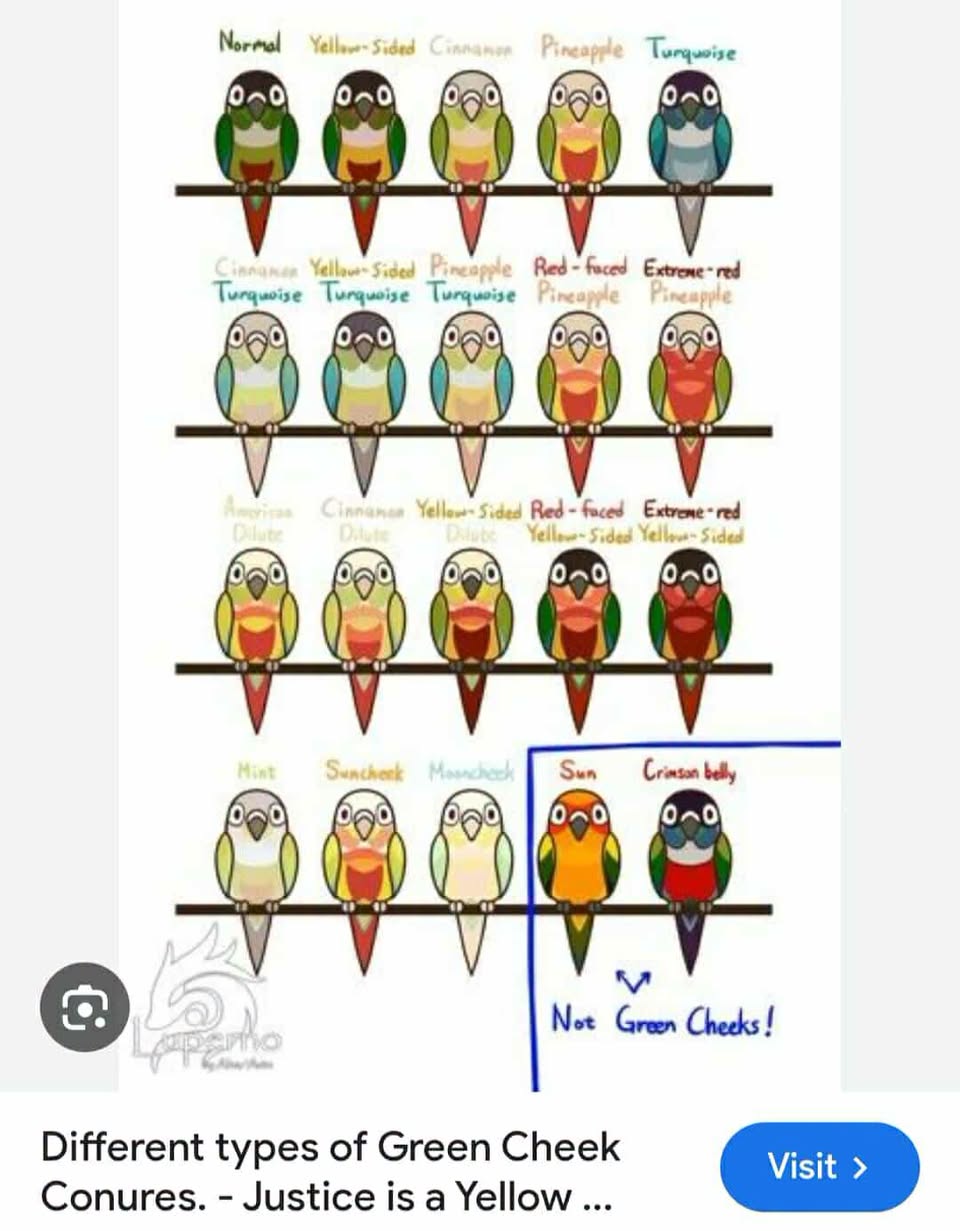 Found bird
