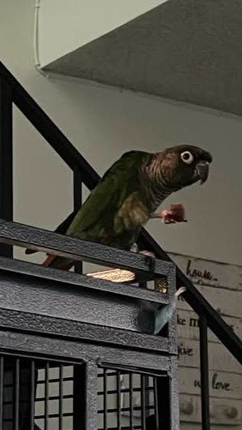 Lost Bird in Las Vegas