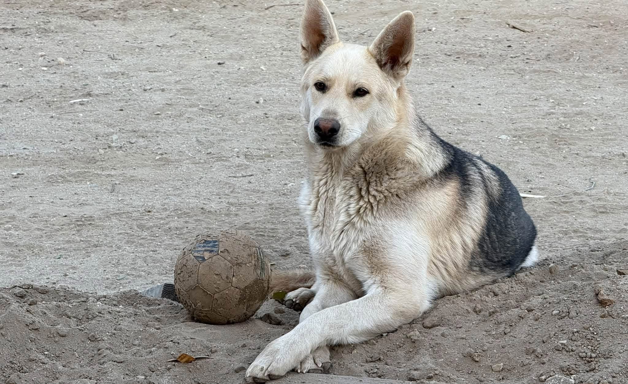 Lost dog