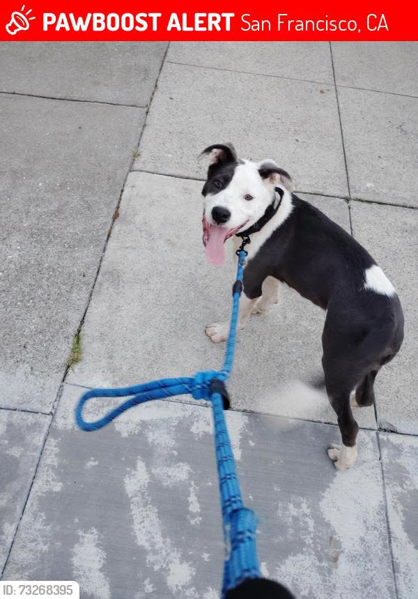 Lost Dog in San Francisco