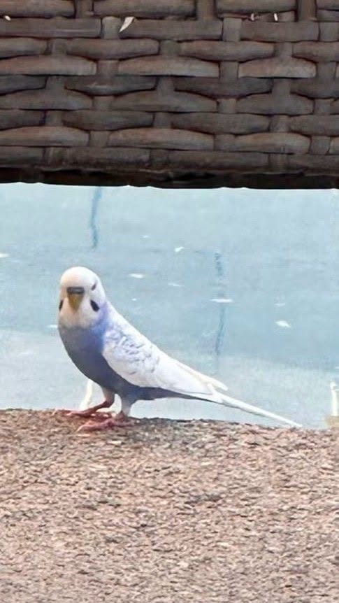 Found budgie