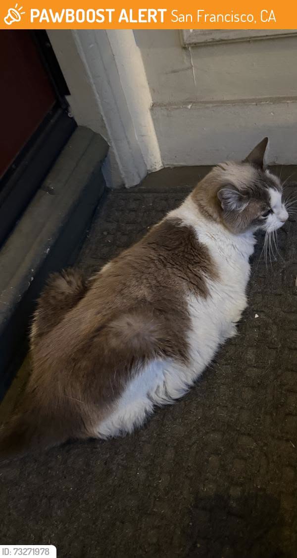 Found cat