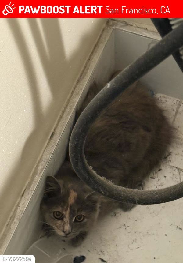 Lost Cat in San Francisco