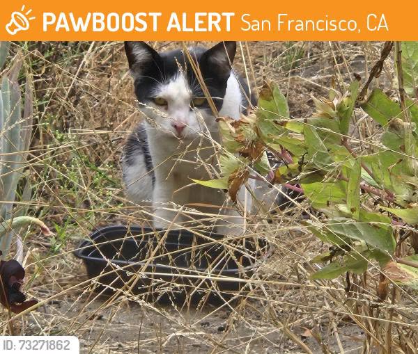 Found cat