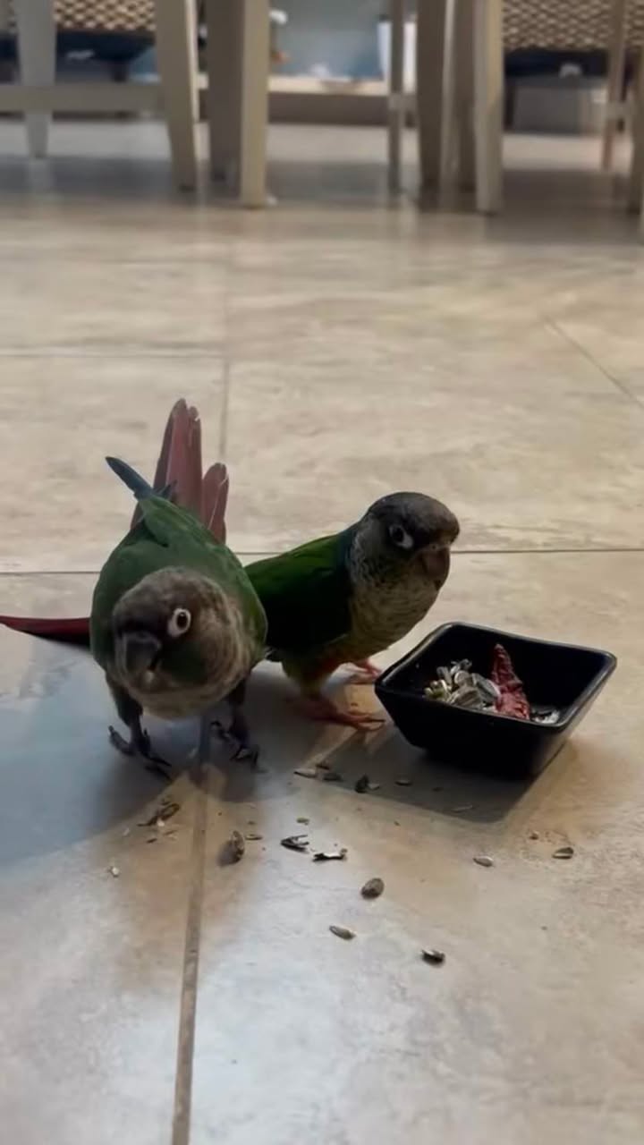 Lost Bird in North Las Vegas