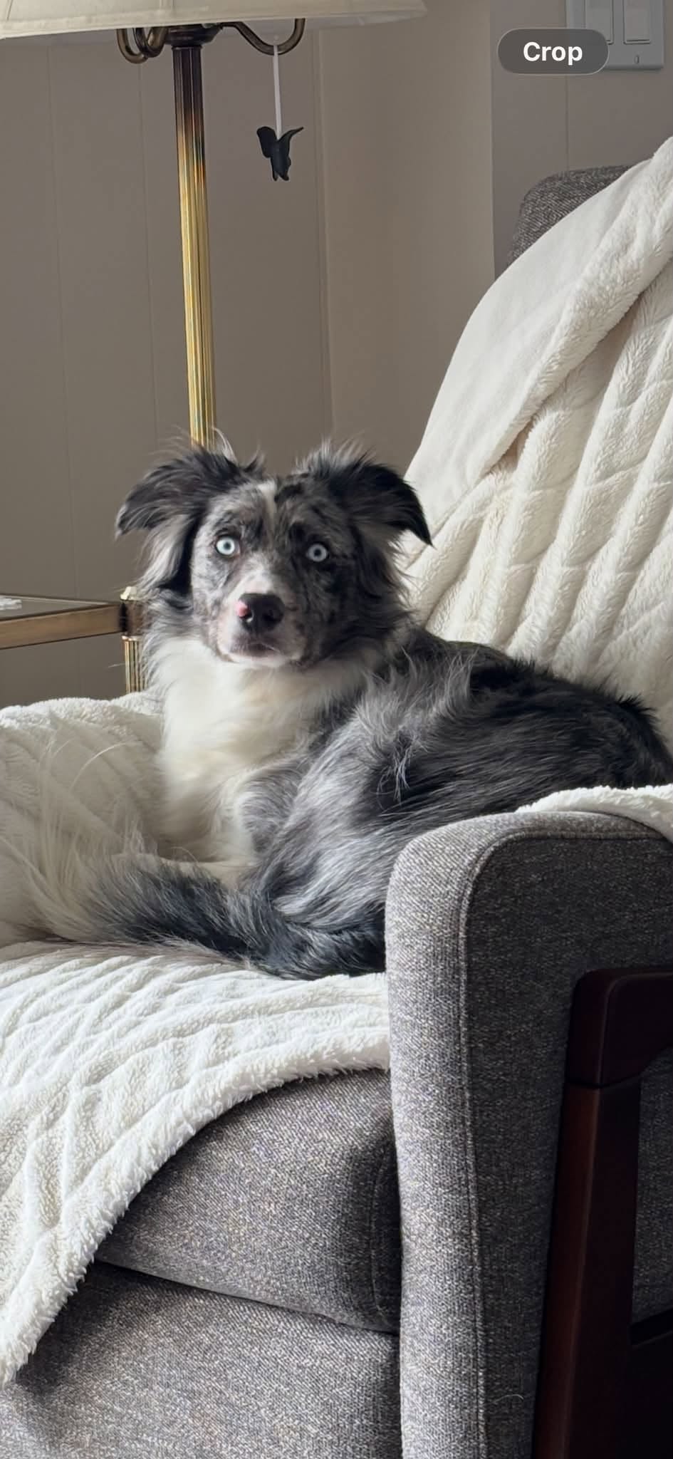 Lost Dog in British Properties