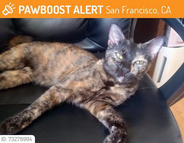 Found cat