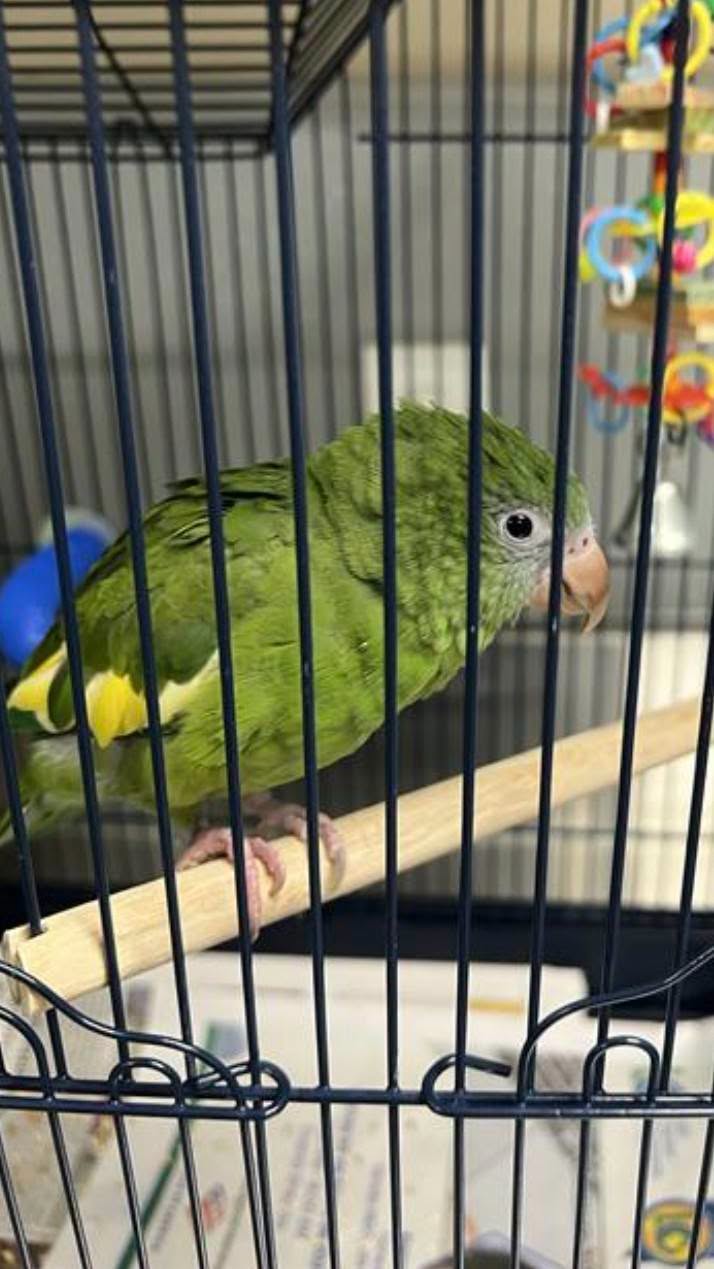 Found bird
