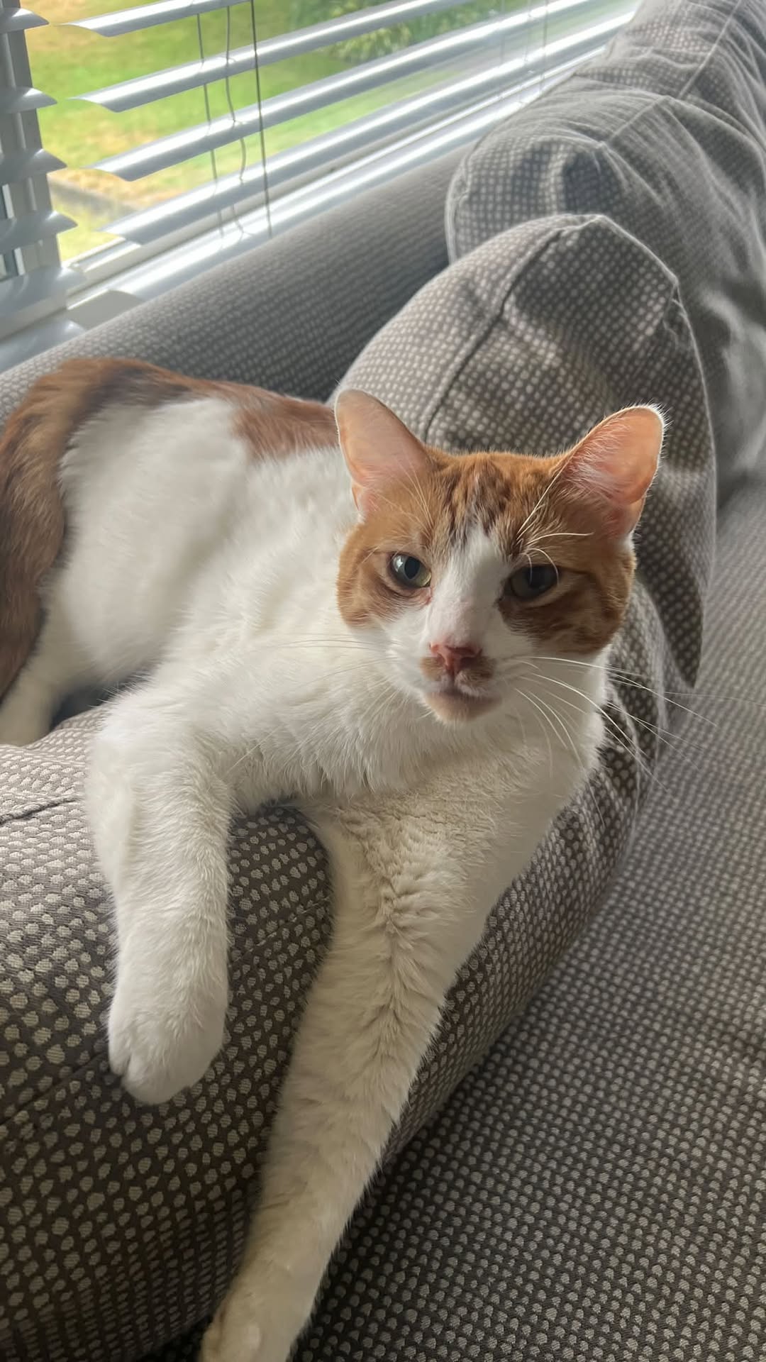 Lost cat