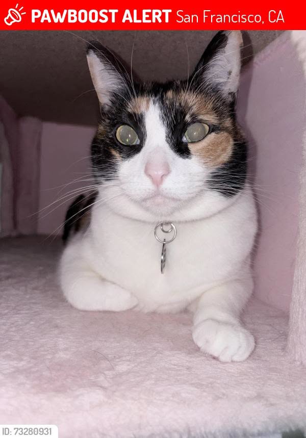Lost Cat in San Francisco