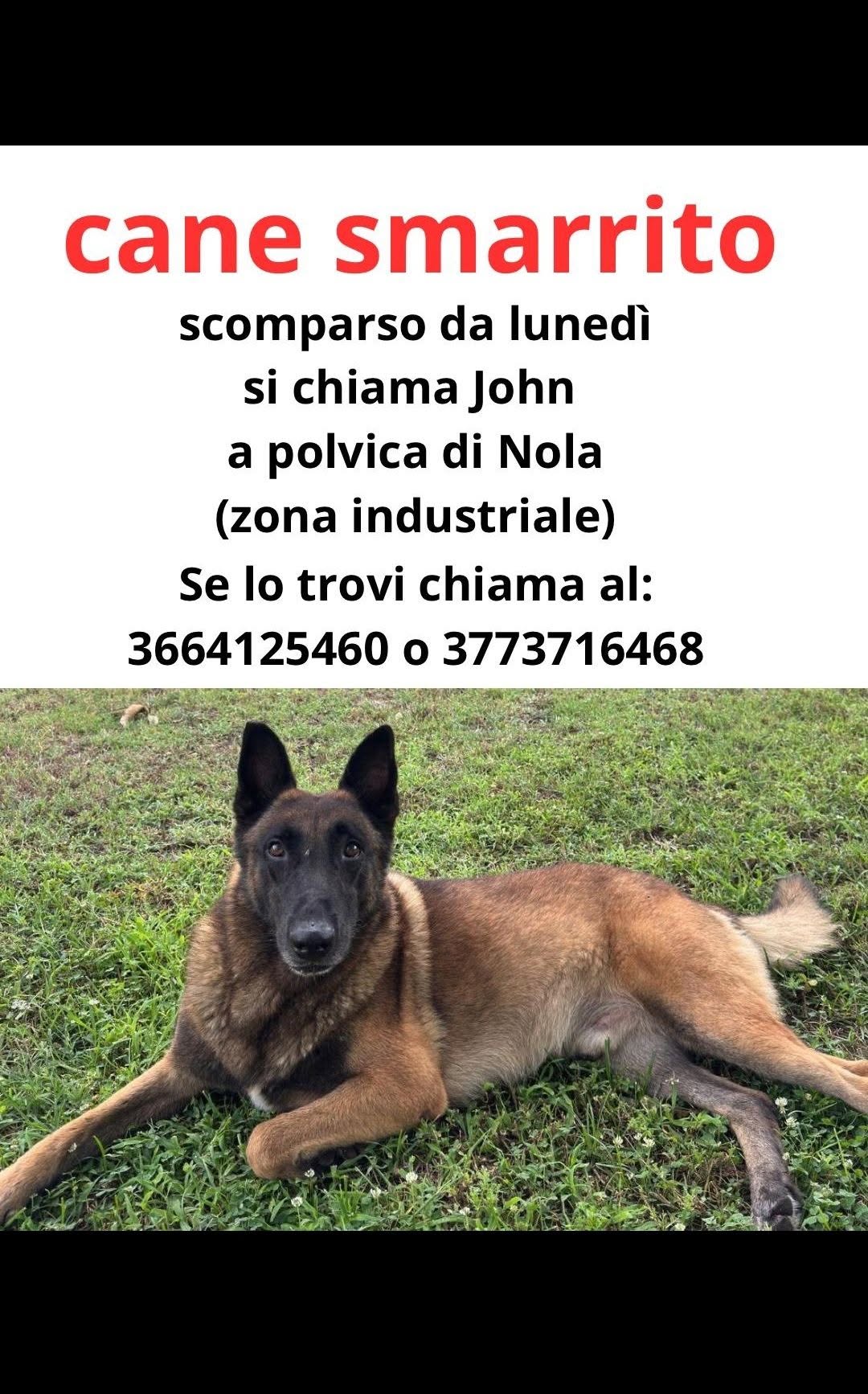Lost Dog in Nola
