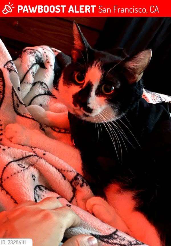 Lost Cat in San Francisco