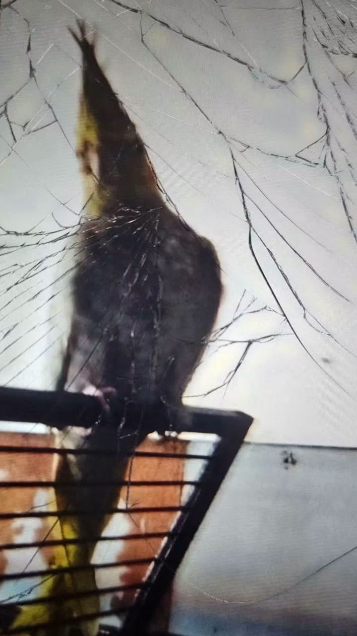 Lost Bird in Henderson