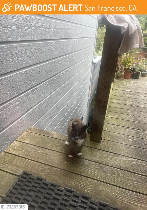 Found cat