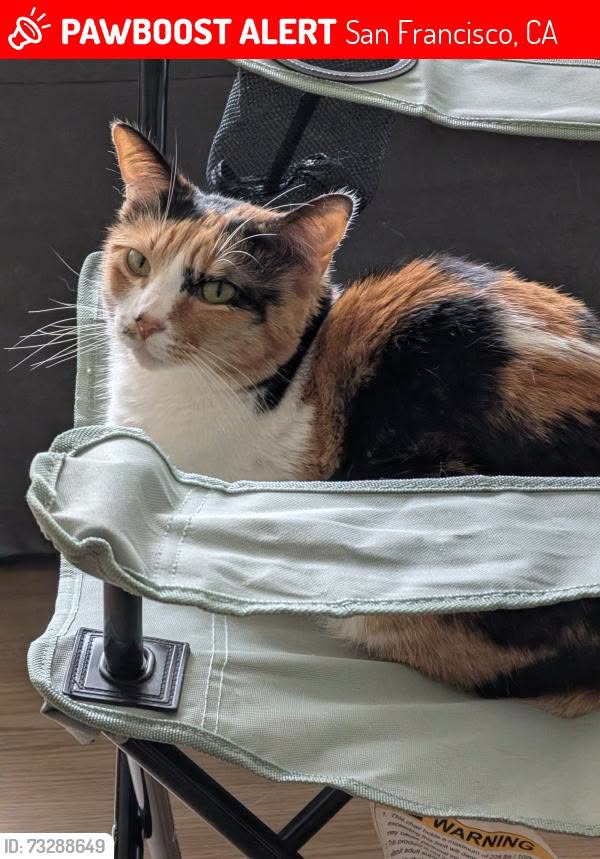 Lost Cat in San Francisco